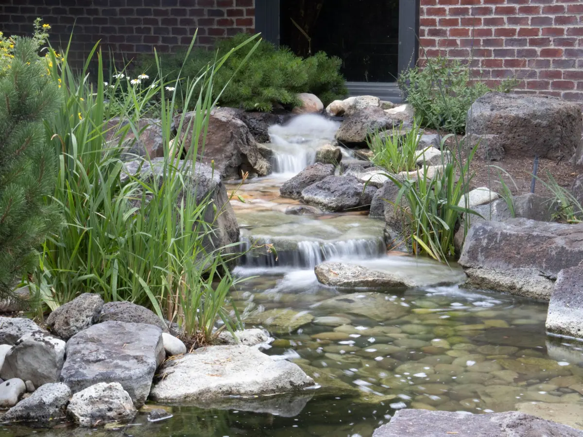 Bassin paysager avec plantes aquatiques dans un jardin à Ottrott